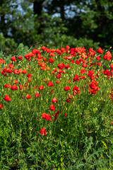 Maki polskie w naturze 