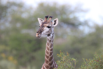 Giraffe in Kruger National Park, South Africa