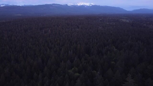 A drone video of a forest tilting up to reveal a sunrise hitting the mountains in the background. Located in Parksville, Vancouver Island, Canada.