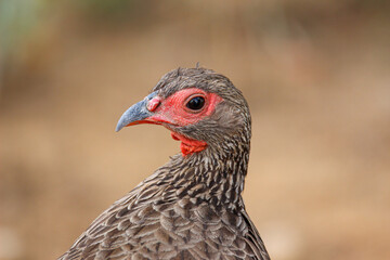 Swainson's Spurfowl, Kruger National Park, South Africa 