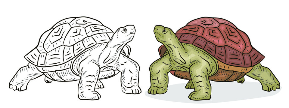 


In the animal world. Image of a turtle. Black-and-white and color drawing, coloring. Vector image.