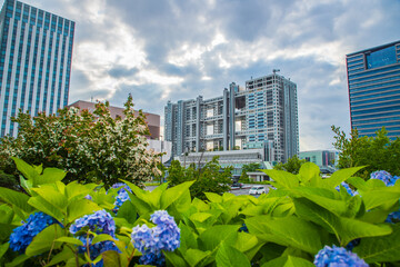 シンボルプロムナード公園　紫陽花・風景