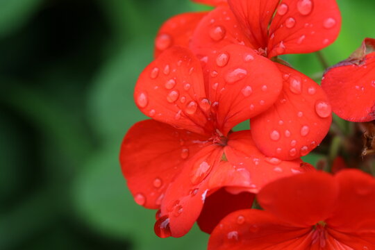 red flower with dew drops