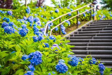 シンボルプロムナード公園　紫陽花・風景