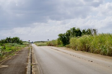 Sugarcane field and straight road on Irabu Island