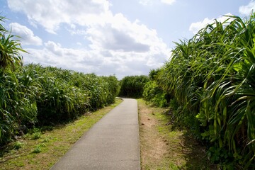 Obraz premium A narrow single road surrounded by tropical vegetation bushes