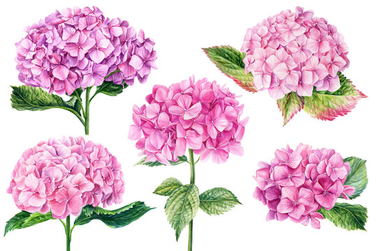 Pink hydrangea flowers, watercolor botanical painting. Floral hand drawn set.