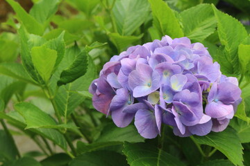 満開のあじさい 紫陽花 アジサイ