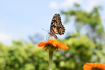 butterfly on flower