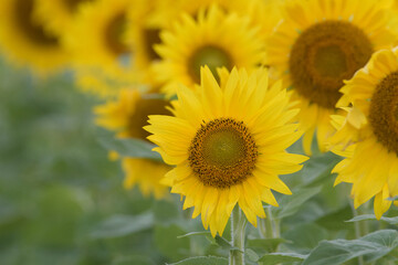 一年草のヒマワリ