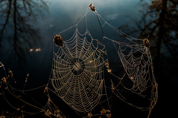 Tela de araña congelada