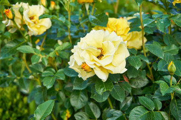 żółta róża i pszczoła