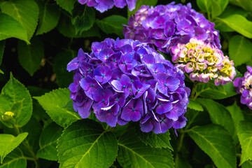 Obraz premium 紫陽花公園