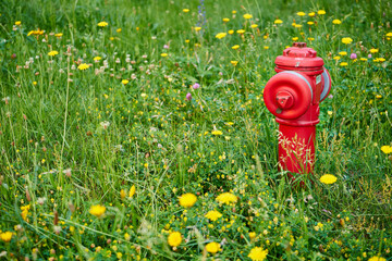 łąka i hydrant  - obrazy, fototapety, plakaty
