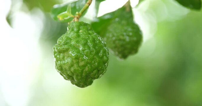 (Citrus hystrix)Closeup fresh bergamot,bergamot with water droplets in the rainy season,