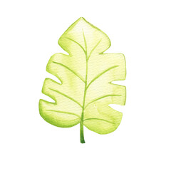 Watercolor hand drawn green leaves. Botanical textured leaves isolated on white background. Good for wrapping paper, pattern elements, summer design etc.