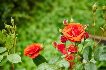 Fototapeta czerwone róże po deszczu  obraz