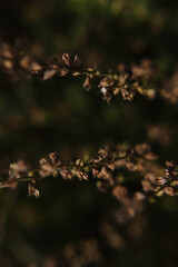 Naturblumen