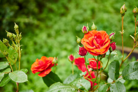 czerwone róże po deszczu © Marcin Łazarczyk