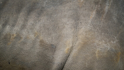 textured of rhinoceros skin