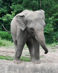 young asiatic elephant at zoo
