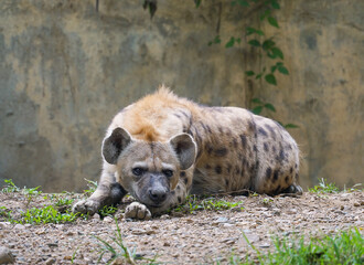 spotted hyena at zoo