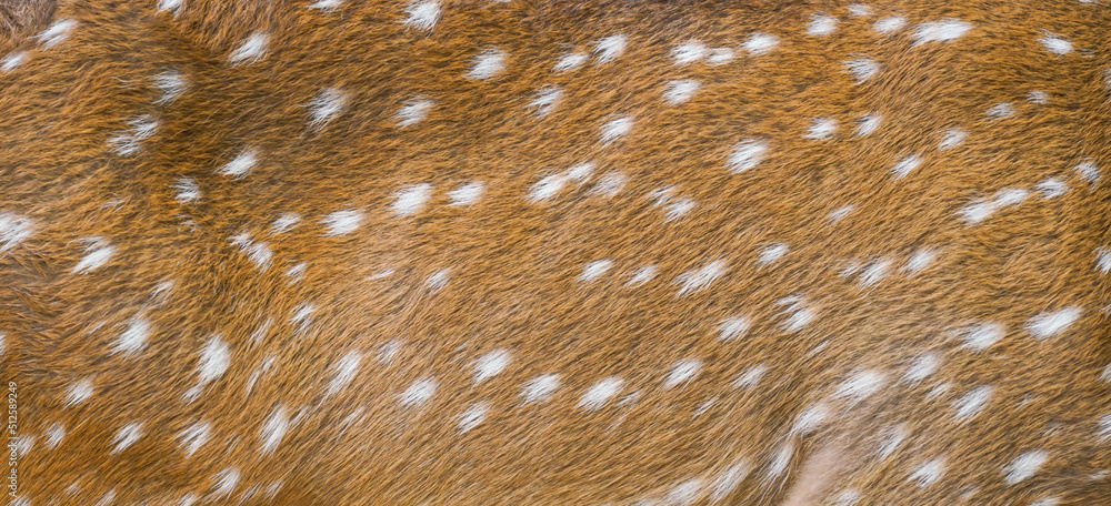 Poster textured of axis deer fur