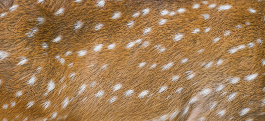 textured of axis deer fur