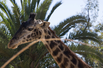 Giraffe with a tree behind his head
