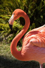 Lovely Pink Flamingo in the sunshine