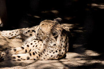 Cheetah resting in the sunshine