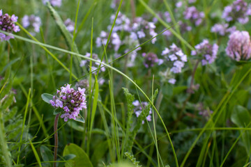 Thyme flowers on field in summertime. Flowering thyme on blurred grass background. 