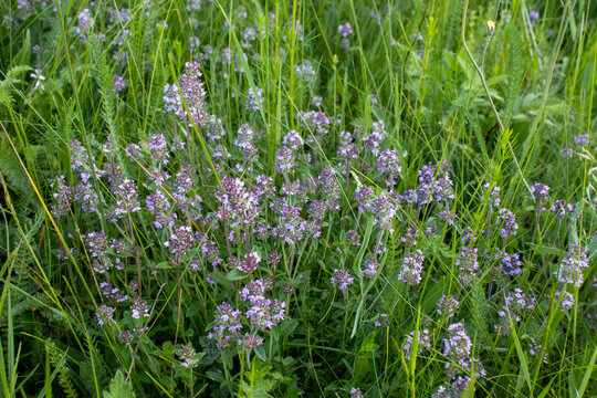 Thyme flowers on field in summertime. Flowering thyme on blurred grass background. 