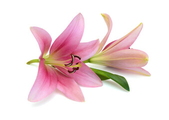 Fototapeta na wymiar Lily flower isolated on white background 