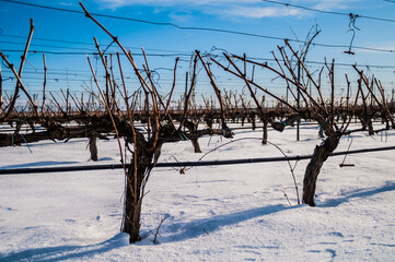 Viñedos de Ribera del Duero bajo manto blanco 