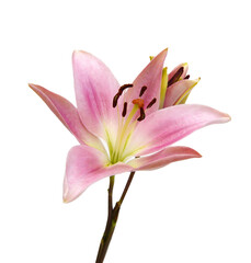 Fototapeta premium Lily flower isolated on white background 