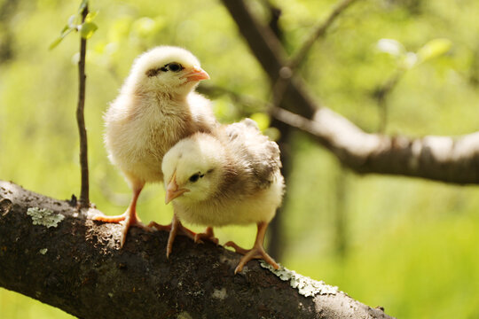 Two little chickens on a branch, close-up. Newborn poultry.