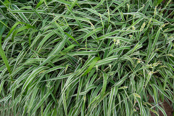 The plant Sedge phalaris (Latin Carex) with green elongated leaves with drops of water. Flora home indoor plants flowers.