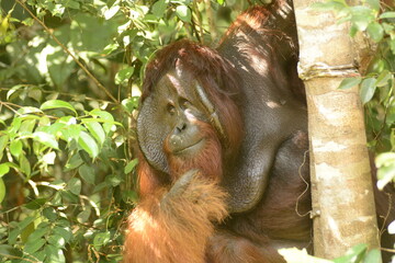 Orango tango Borneo della Malesia