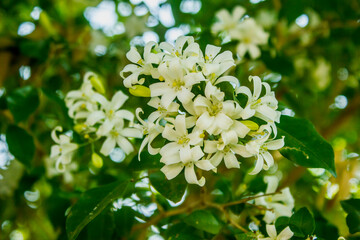 Murraya paniculata (L.) Jack, white flowers exude a fresh scent.
