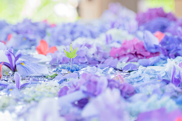 季節の花手水　あじさいとアヤメの壁紙