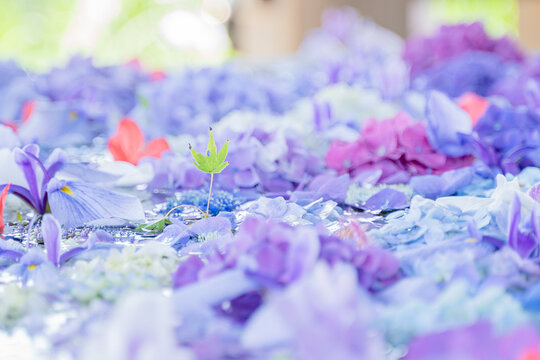 待ち受け Images Browse 2 062 Stock Photos Vectors And Video Adobe Stock 待ち受け Images Browse 2 062 Stock Photos Vectors And Video Adobe Stock