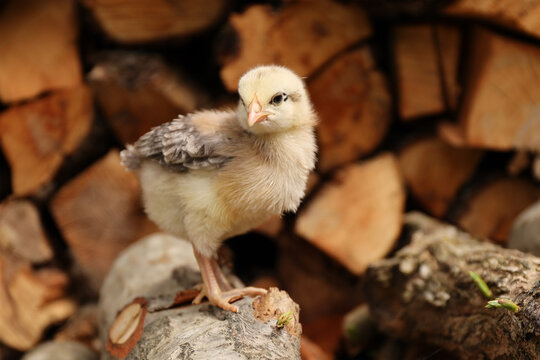 Cute newborn chick outdoors, poultry.