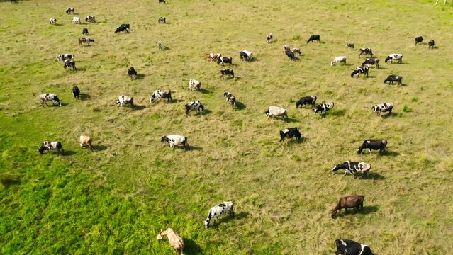 Aerial view herd of cows grazing on pasture. Farm animals country ranch grazing.