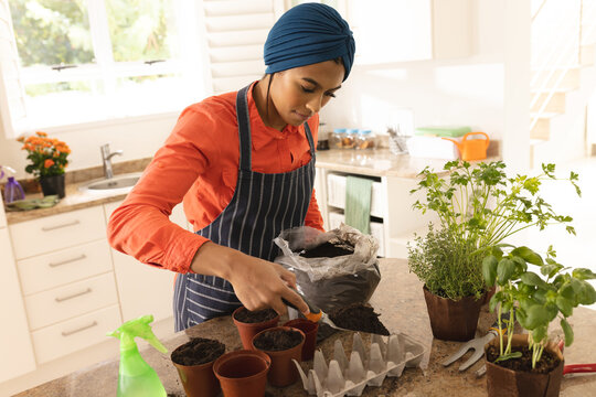 Biracial young woman in hijab putting soil in pot on table at home