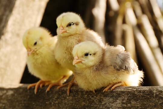 Three yellow chicks, young poultry outdoors.