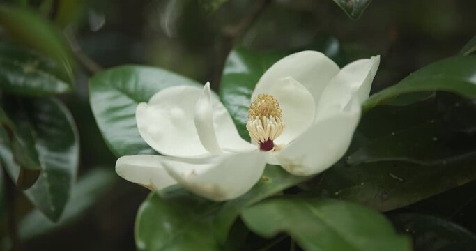 Magnolia tree bloom in Spring