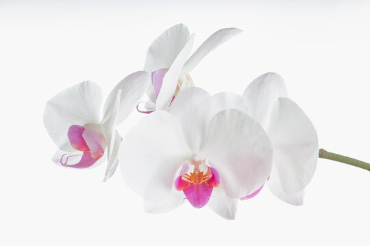 Orchid flowers on a white background
