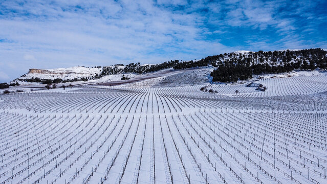 Vi&ntilde;edos de Ribera del Duero bajo manto blanco 