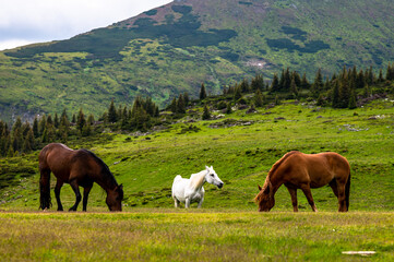 Beautiful horses in a mountain meadow. Rodna Mountains, Carpathians, Romania.